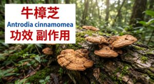 antrodia-cinnamomea-guide
