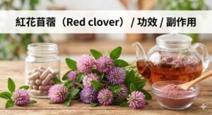 紅花苜蓿（Red clover）