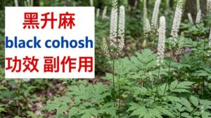 black-cohosh-benefits-side-effects