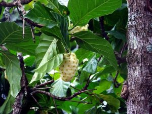 noni-benefits-side-effects