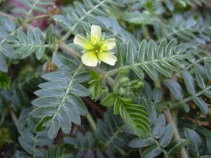 Tribulus-terrestris-benefits-side-effects