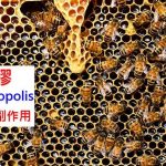 蜂花粉的4種功效及副作用 第1點很少人知道 營養新知