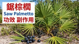 saw-palmetto-benefits-side-effects