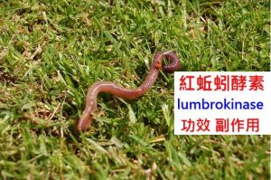 lumbrokinase-benefits-side-effects