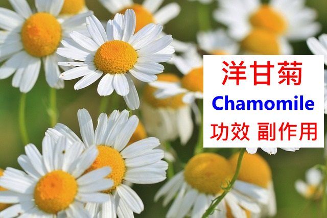 chamomile-benefits-side-effects