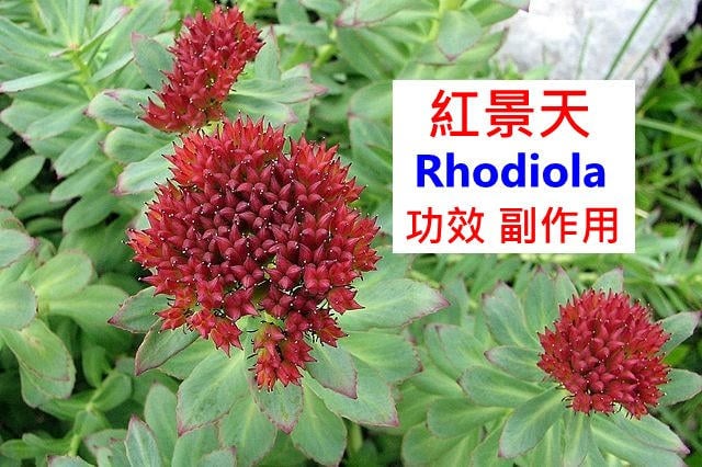 rhodiola-benefits-side-effects