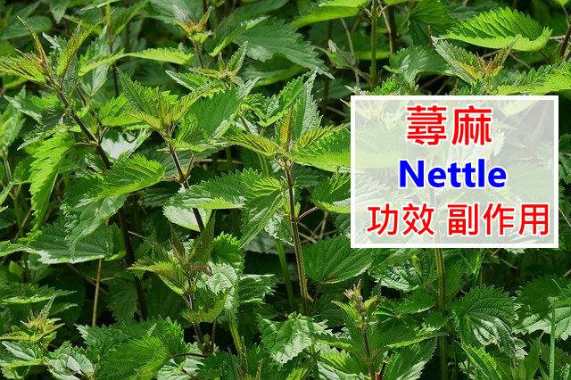 nettle-benefits-side-effects