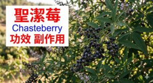 chasteberry-benefits-side-effects