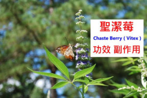 chasteberry-benefits-side-effects