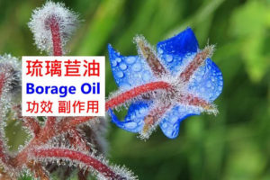 borage-oil-benefits-side-effects