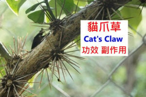 cat-s-claw-benefits-side-effects
