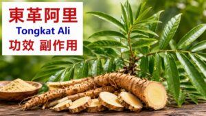 tongkat-ali-benefits-side-effects