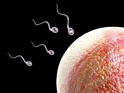 精子與卵子的結合