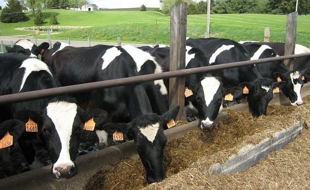 牛初乳好處與副作用