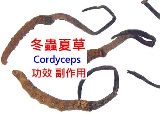 cordyceps-benefits-side-effects
