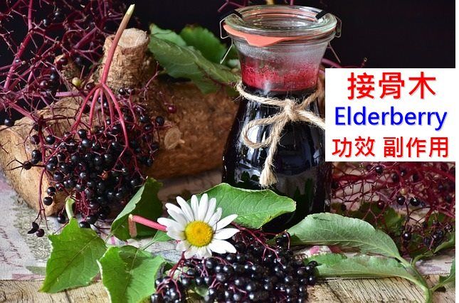elderberry-benefits-side-effects