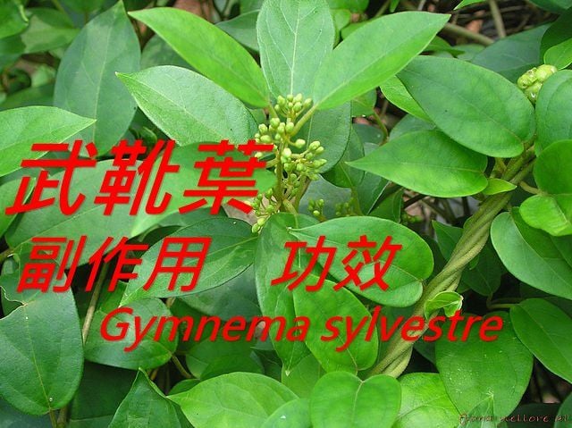 gymnema-sylvestre-benefit-side-effect