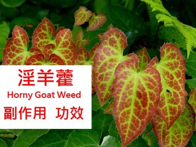 horny-goat-weed-benefits-side-effects