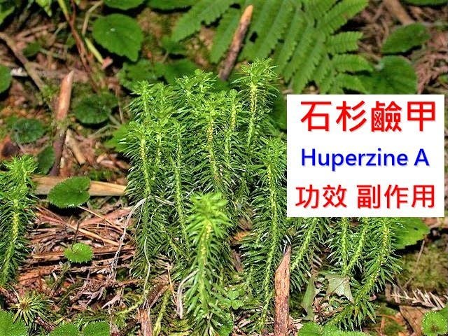 huperzine-a-benefits-side-effects