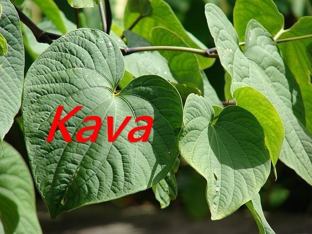 kava-benefits-side-effects