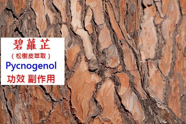 pycnogenol-pine-bark-extract-benefit