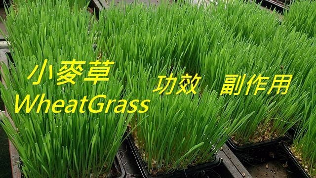 wheatgrass-benefits-side-effects