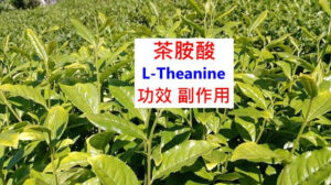 l-theanine-benefits-side-effects