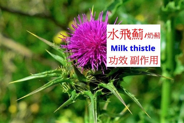 milk-thistle-benefits-side-effects