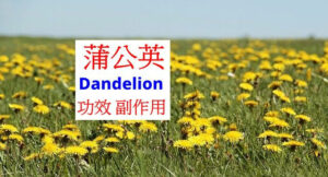 dandelion-benefits-side-effects