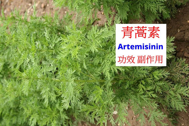artemisinin-benefits-and-side-effects