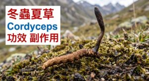 cordyceps-benefits-side-effects