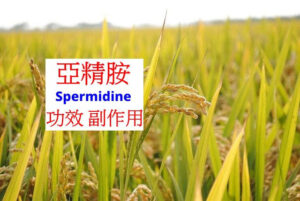 spermidine-benefits-side-effects