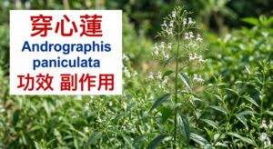 andrographis-paniculata-side-effects