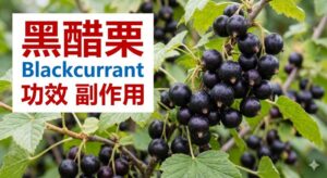blackcurrant-benefit-side-effects