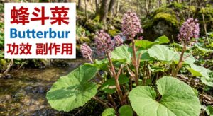 butterbur-benefits-side-effects