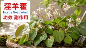 horny-goat-weed-benefits-side-effects