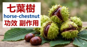 horse-chestnut-benefits-side-effects