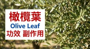 olive-leaf-side-effects