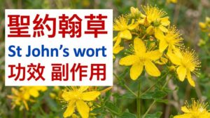 st-johns-wort-benefits