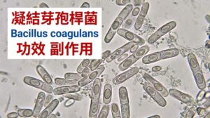 bacillus-coagulans-benefits-safety