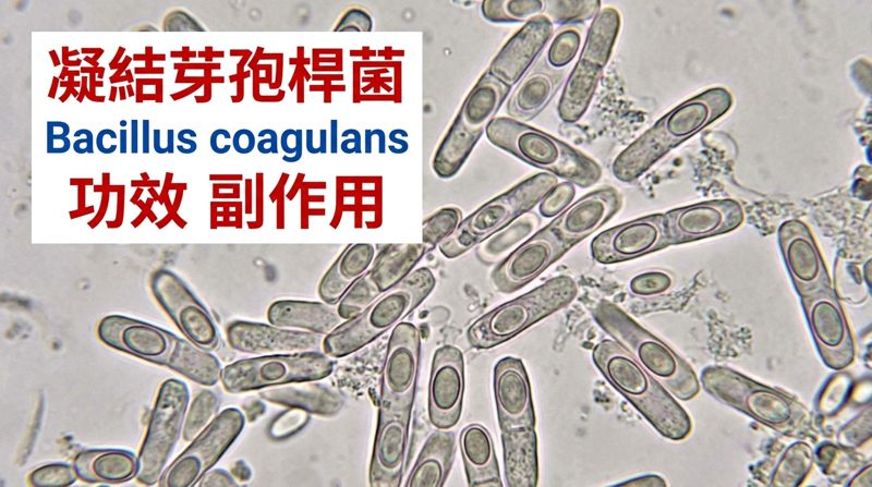 bacillus-coagulans-benefits-safety