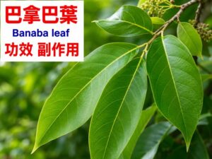 banaba-leaf-benefits-side-effects
