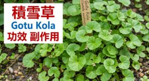 gotu-kola-benefits-side-effects