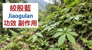 jiaogulan-benefits-side-effects