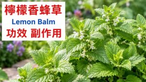 lemon-balm-benefits-side-effects
