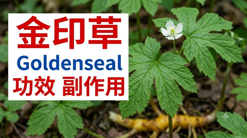 goldenseal-benefits-side-effects