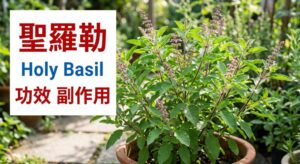 holy-basil-tulsi-benefits-side-effects