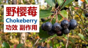 aronia-chokeberry-benefits-side-effects-dosage-guide