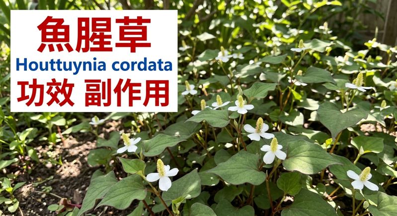 houttuynia-cordata-yuxingcao-benefits-evidence