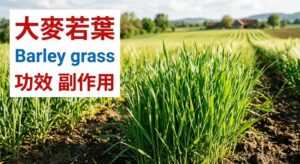 young-barley-leaf-benefits-side-effects